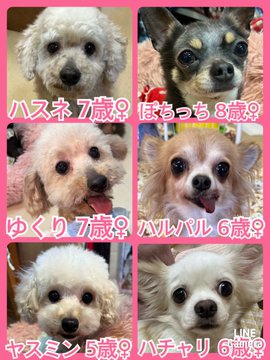 🐾今日の里親様募集中ワンコ🐶メンバーです🐾2023,5,8【保護犬カフェ天神橋店】